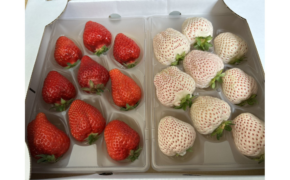 あまおうと天使のいちご紅白セット500ｇ　　福岡市志賀島産