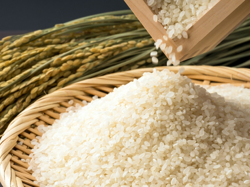 福岡限定のお米「元気つくし」５kg×１袋　令和7年産