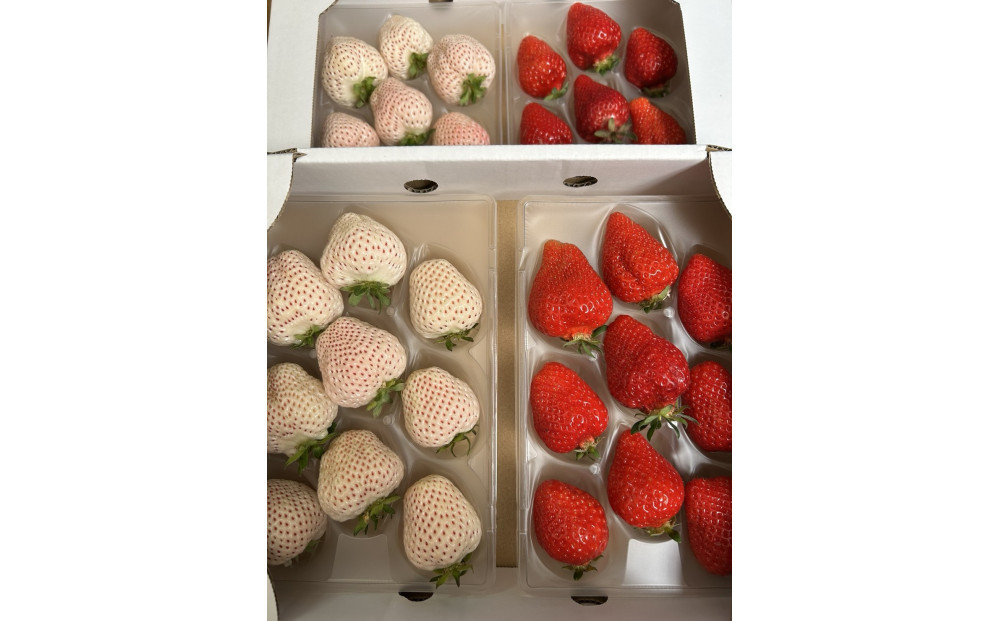 あまおうと天使のいちご紅白セット1000ｇ　福岡市志賀島産
