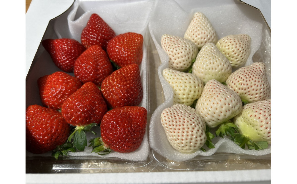 あまおうと天使のいちご紅白セット　福岡市志賀島産