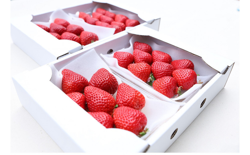 朝どり完熟あまおう4P　福岡市志賀島産