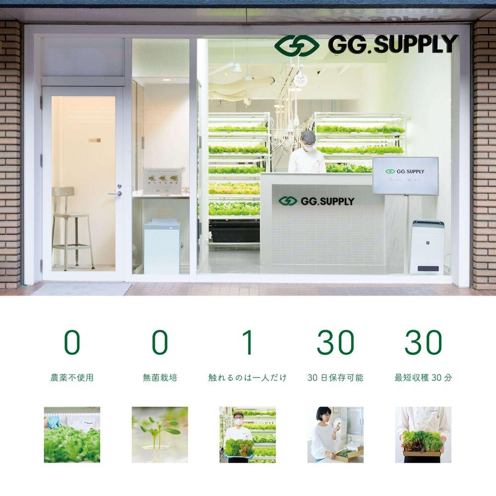 【2個×6回定期便】常備野菜５種詰め合わせ│ドレッシング要らず 一ヶ月日持ち 洗わずそのまま 付け合わせ専用 ミディアムリーフ 