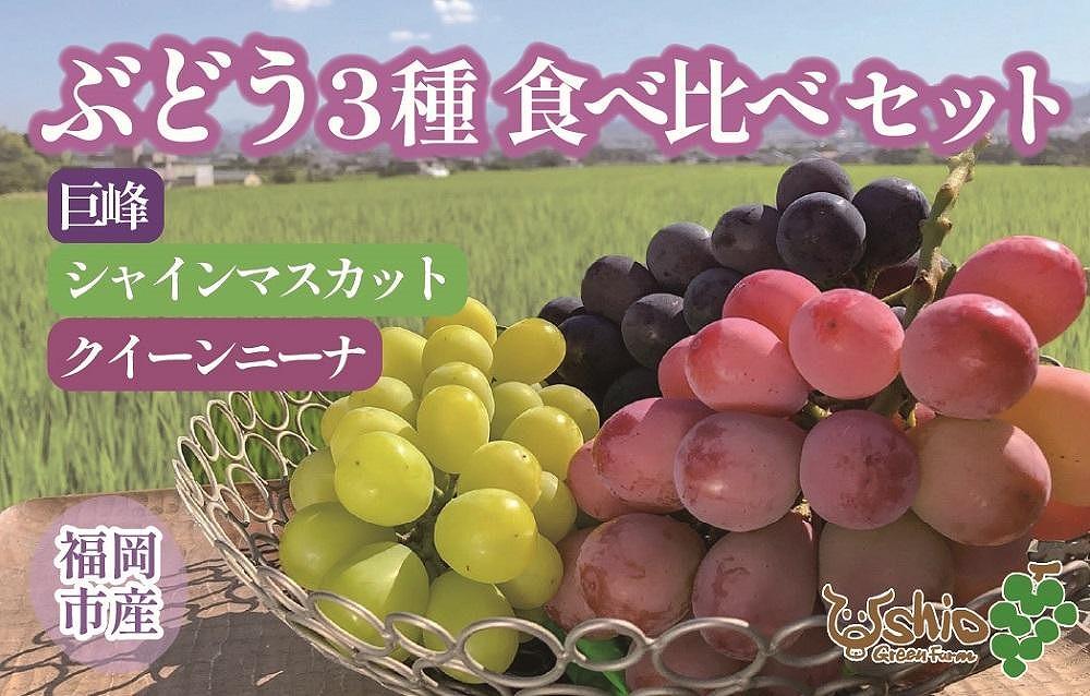 【2025年8月以降順次発送】福岡市産ぶどう3色セット1300g（計3房）【北海道・沖縄・離島発送不可】