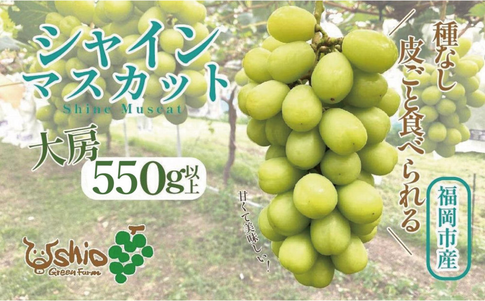 【2026年8月以降順次発送】福岡市産シャインマスカット【北海道・沖縄・離島配送不可】