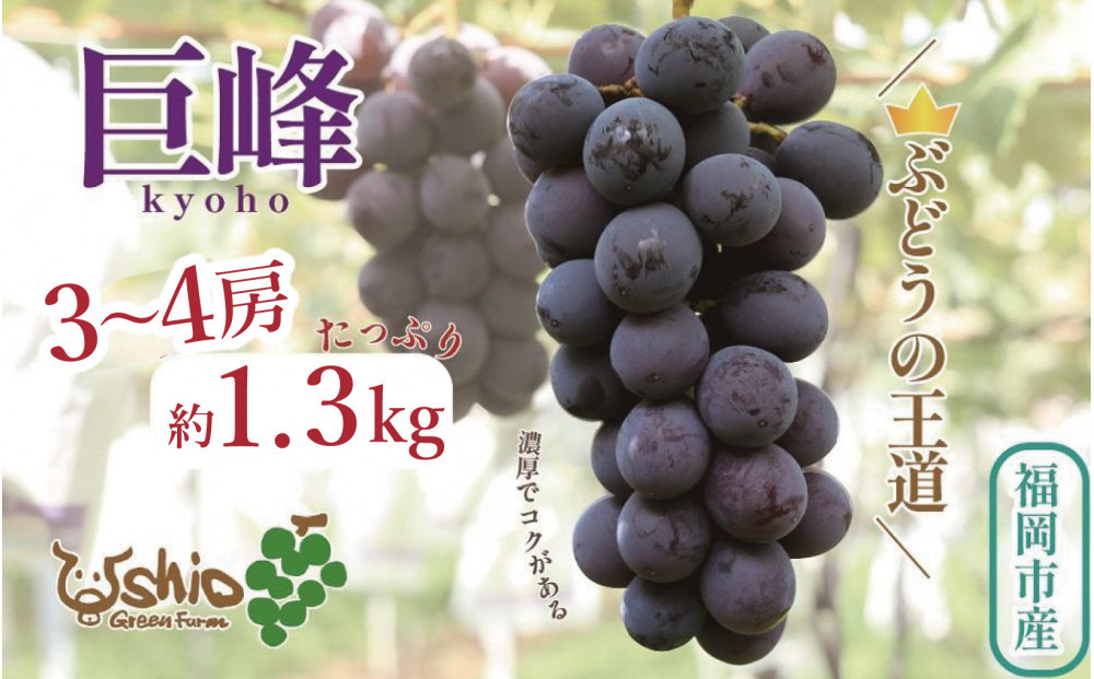 【2026年8月以降順次発送】福岡市産巨峰1300g3～4房【北海道・沖縄・離島発送不可】