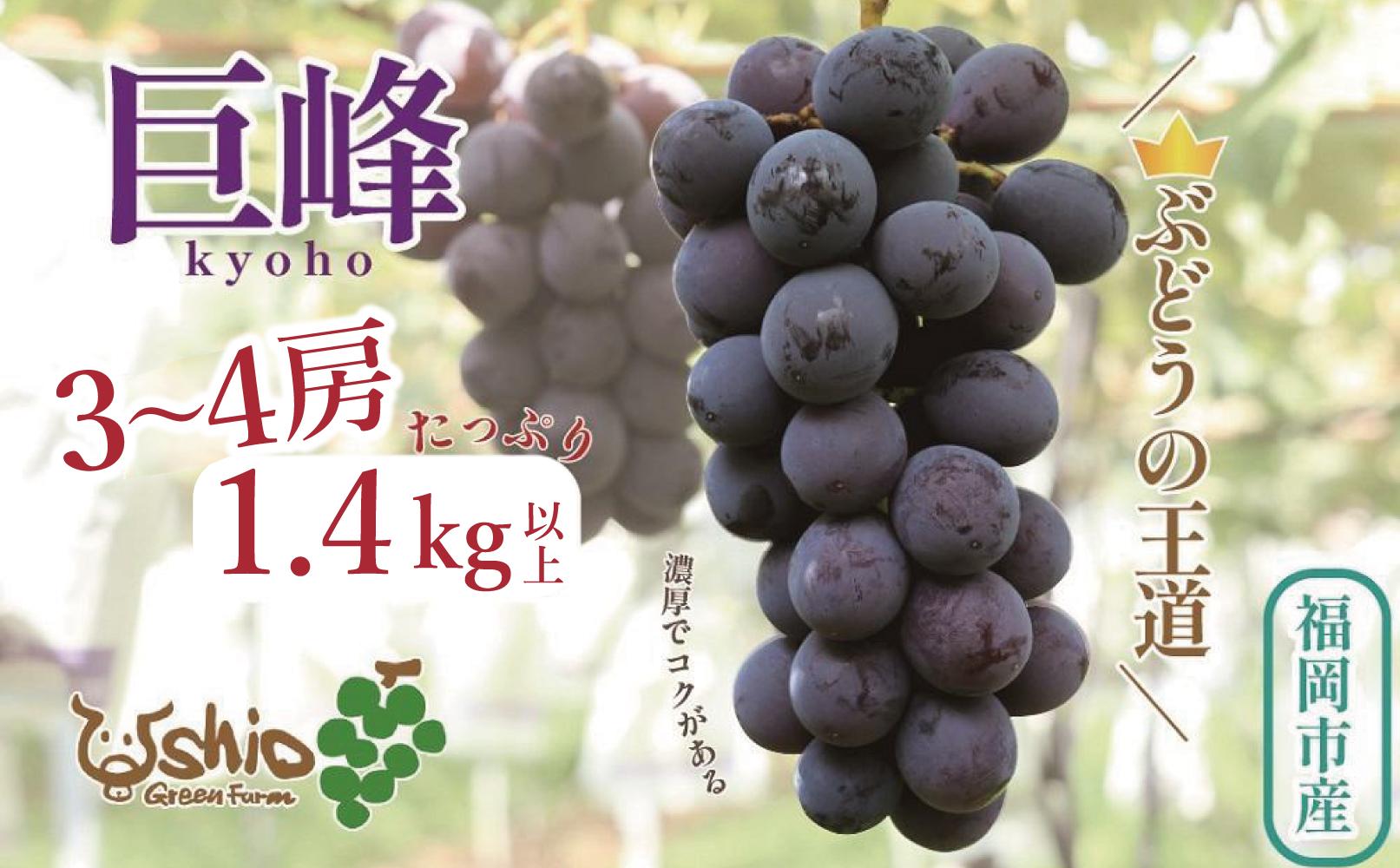 【2026年8月以降順次発送】福岡市産巨峰1300g3～4房【北海道・沖縄・離島発送不可】