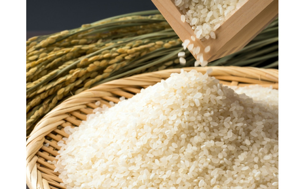 福岡限定のお米「めし丸　元気つくし」５kg×１袋　令和7年産