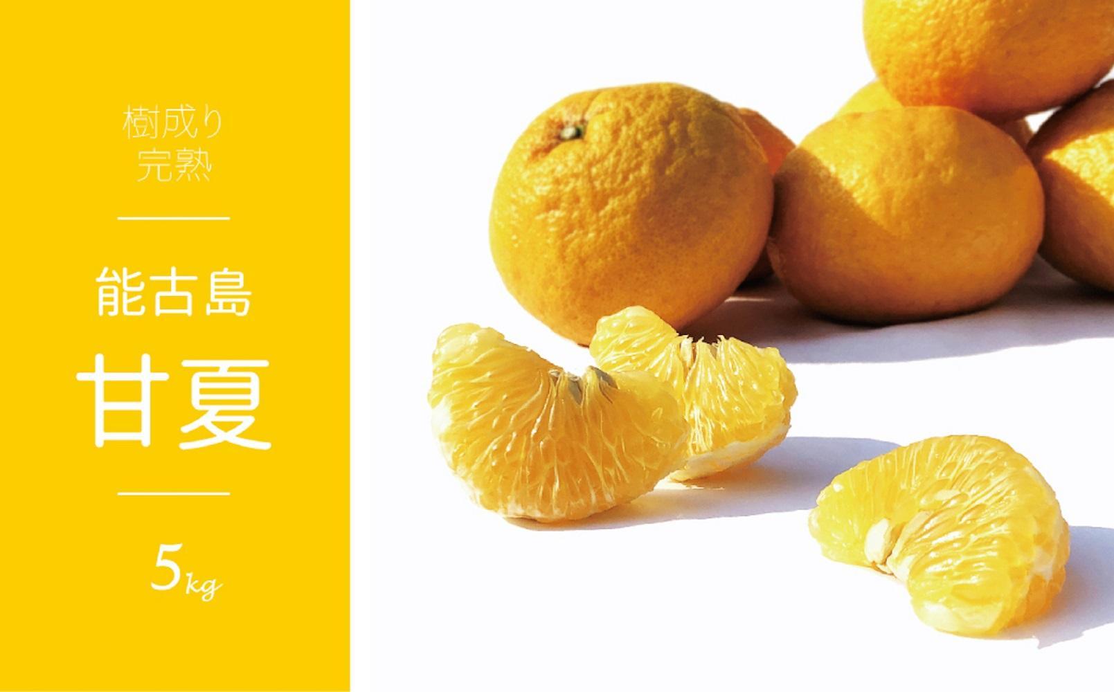 ＜先行受付：2026年4月以降発送＞福岡県　能古島産　甘夏5kg