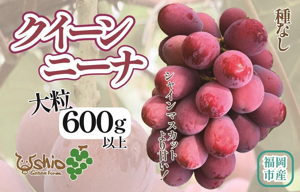 【2025年8月以降順次発送】福岡市産クイーンニーナ550g1房【北海道・沖縄・離島発送不可】